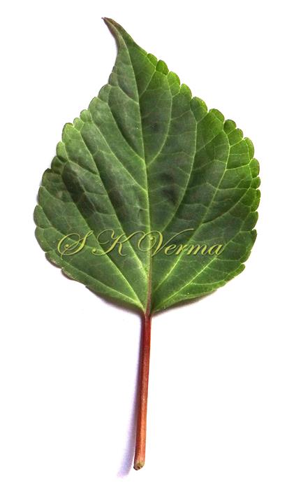  Leaf (Adaxial view)